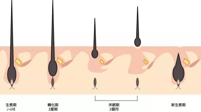 頭發(fā)為什么會掉？毛囊想休息了