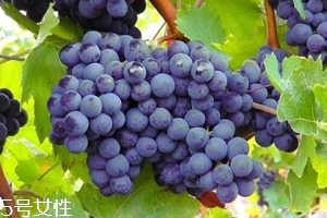 葡萄籽補(bǔ)劑要不要買？不如早睡早起