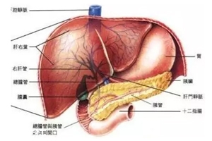 膽囊里的石頭從何而來？膽汁形成膽結(jié)石