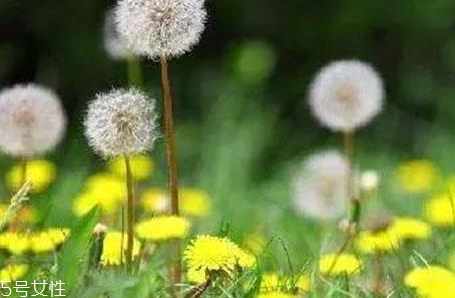 蒲公英用開水泡嗎？煮一煮效果會(huì)更好