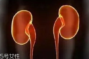 腎為什么容易長結(jié)石？尿液聚集成了結(jié)石
