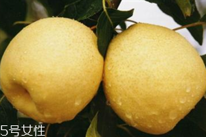 梨子是熱性還是涼性水果？腸胃不好不能吃梨