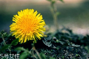 蒲公英茶能減肥嗎？要這樣搭配