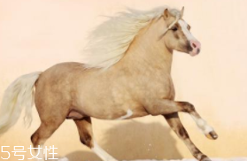 馬油是萬能的嗎？接近人體脂肪也并不萬能