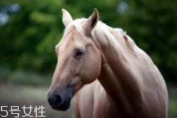 馬油是萬能的嗎？接近人體脂肪也并不萬能
