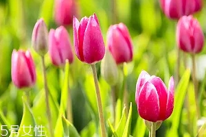 嚴禁入室的花有哪些？這7種花別養(yǎng)