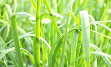吃韭菜燒心怎么緩解？韭菜吃多了燒心