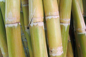 甘蔗吃多了對(duì)牙齒好嗎？有可能損傷牙齒