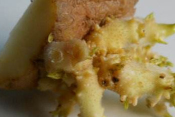 哪些食物發(fā)芽后營養(yǎng)翻倍？這些食物發(fā)芽后千萬別吃