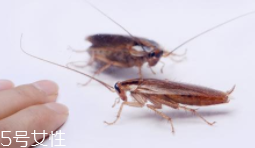 蟑螂究竟有多臟？傳播蛔蟲卵等多種病菌