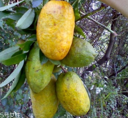 牛卵坨孕婦可以吃嗎？看屬于什么懷孕階段