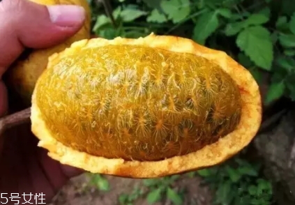 牛卵坨籽可以吃嗎？看看它的神奇功效