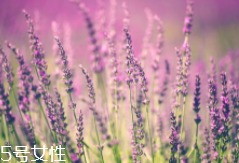 薰衣草精油能防曬嗎？能隔離紫外線