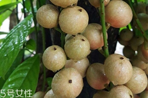 木奶果好吃嗎？木奶果密密麻麻好吃到爆