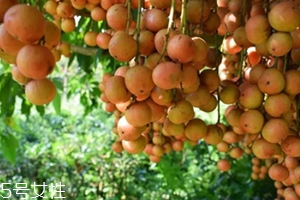 木奶果怎么吃？皮可以吃嗎