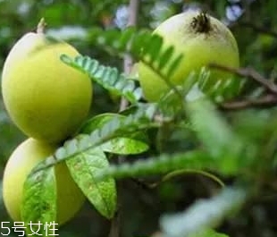 多依果多少錢一斤？