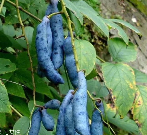 貓屎瓜能吃嗎？其貌不揚的水果