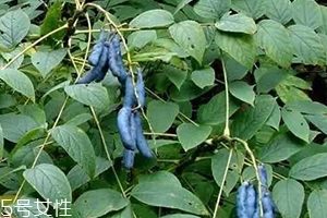 貓屎瓜的籽能吃嗎？