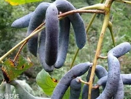 貓屎瓜的籽能吃嗎？