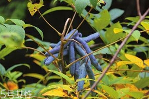 八月炸和貓屎瓜是一種水果嗎？了解它們的區(qū)別