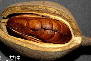 向天果的用量 根據(jù)自身情況選擇服用量。