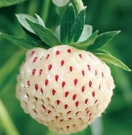 白舅果的功效 白舅果是菠蘿莓嗎？