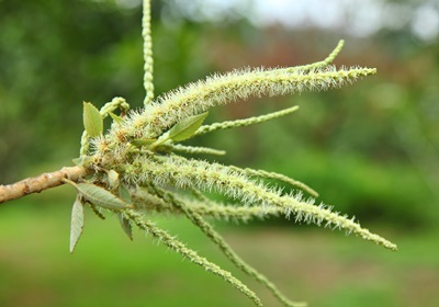 栗子是怎么長(zhǎng)出來(lái)的 開花結(jié)果取果仁