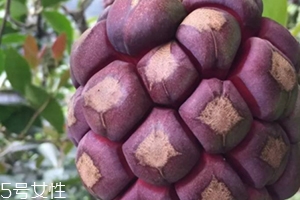布福娜多少錢一斤？長(zhǎng)相奇特的水果