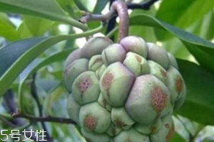 布福娜怎么吃？形狀像惡魔果實
