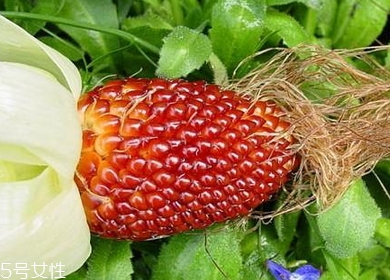 草莓玉米多少錢一斤？酷似草莓的玉米