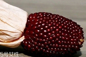 草莓玉米怎么吃？觀賞和食用雙重價值