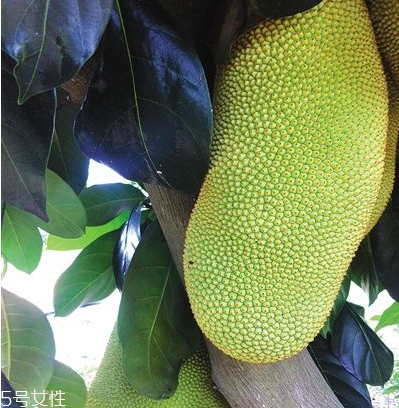 榴蓮蜜多少錢一斤？十幾塊錢左右波動(dòng)