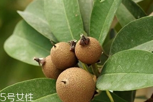 人心果多少錢一斤？稀有水果價(jià)格高