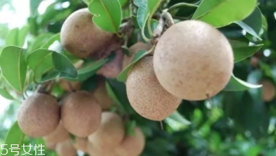 人心果多少錢一斤？稀有水果價格高
