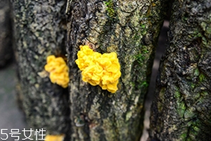 孕婦可以吃金耳嗎？哪些人不適合吃金耳