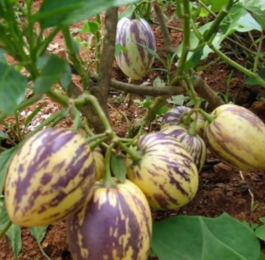 香瓜茄多少錢一斤？香瓜茄種子哪里買