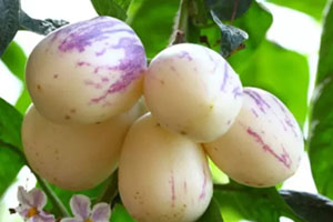 香瓜茄多少錢(qián)一斤？香瓜茄種子哪里買(mǎi)