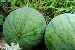 打瓜可以直接吃嗎？打瓜的功效作用