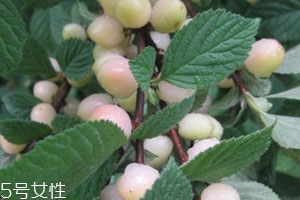 白玉櫻桃多少錢一斤？