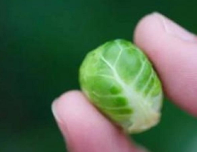 抱子甘藍可以生吃嗎？抱子甘藍沙拉更營養(yǎng)