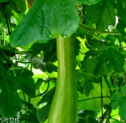 砍瓜怎么做好吃？教你烹飪砍瓜
