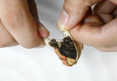 陽(yáng)澄湖大閘蟹怎么吃？食陽(yáng)澄湖大閘蟹注意事項(xiàng)