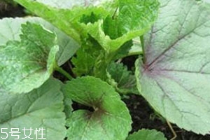 冬寒菜多少錢一斤？