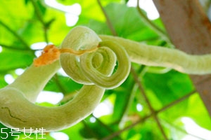 蛇瓜可以生吃嗎？這樣吃蛇瓜最好