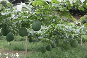 吊瓜怎么吃？吊瓜這樣做最好吃