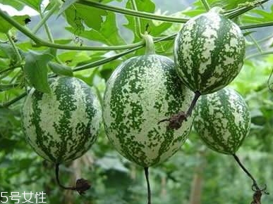 吊瓜怎么吃？吊瓜這樣做最好吃