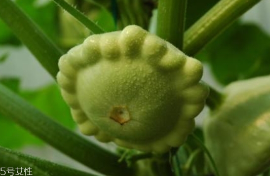 飛碟瓜蓮花果的功效作用 飛碟瓜怎么吃？