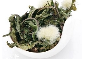 蒲公英茶怎么做？蒲公英茶做法超簡單
