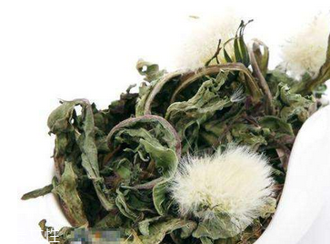 蒲公英茶怎么做？蒲公英茶做法超簡單