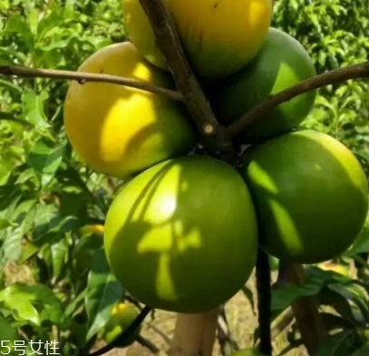 黃晶果多少錢一斤？黃晶果好吃嗎